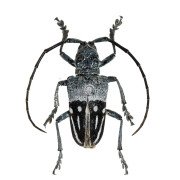 PHRYNETA PULCHRA BICOLORIPENNIS